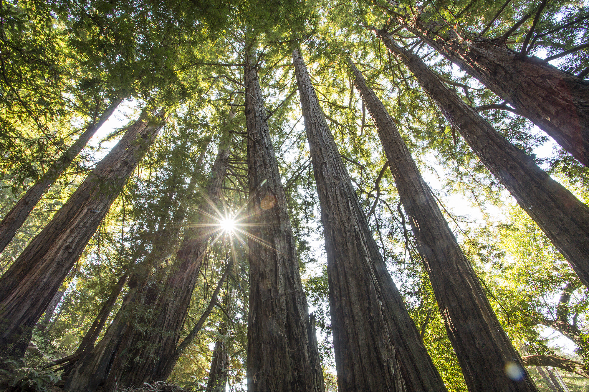 redwood trees